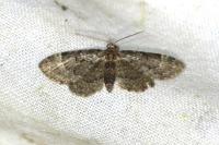 Pasiphila chloerata