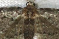 Pasiphila chloerata