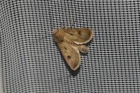 Agrotis exclamationis exclamationis