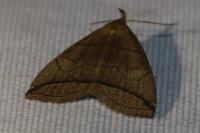 Herminia grisealis