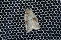 Nycteola asiatica