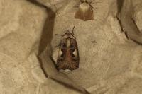 Xestia c-nigrum