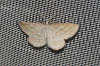 Perconia strigillaria