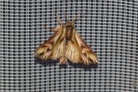 Actinotia polyodon