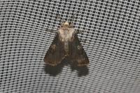 Agrotis puta