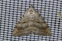 Aplocera efformata