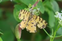 Pseudopanthera macularia