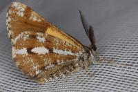Bupalus piniaria