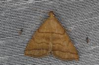 Herminia tarsicrinalis