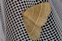 Trisateles emortualis