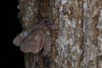 Dendrolimus pini pini