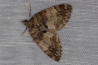 Hydriomena impluviata impluviata