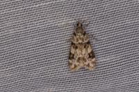 Eudonia delunella