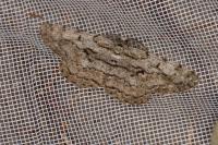 Hypomecis roboraria