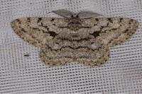 Hypomecis roboraria