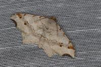 Macaria alternata