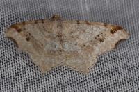 Macaria alternata