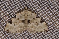 Colostygia pectinataria
