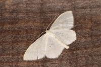 Scopula floslactata