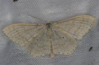 Scopula floslactata