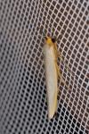 Eilema caniola