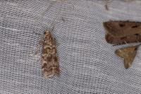 Dioryctria abietella