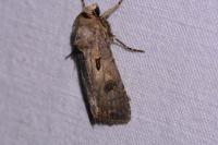Agrotis exclamationis exclamationis