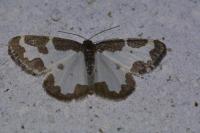 Lomaspilis marginata