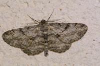 Peribatodes rhomboidaria rhomboidaria