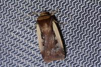 Ochropleura plecta