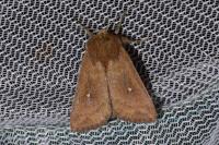 Mythimna albipuncta