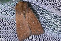 Mythimna albipuncta