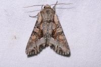 Lacanobia w-latinum