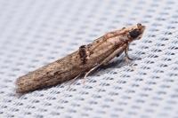 Nephopterix angustella