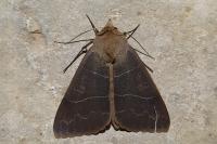 Minucia lunaris