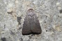 Caradrina flavirena/noctivaga