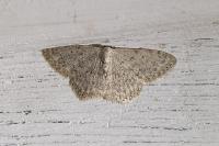 Scopula marginepunctata