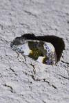 Acontia lucida
