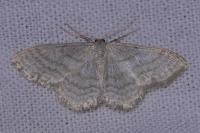 Idaea subsericeata