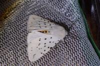 Spilosoma lubricipeda