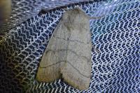 Charanyca trigrammica