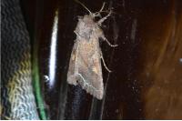 Lacanobia oleracea