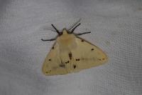 Spilarctia lutea