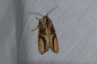 Egira conspicillaris