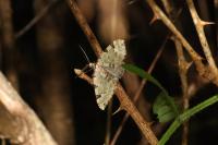 Colostygia pectinataria
