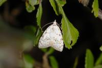 Nola confusalis