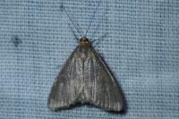 Evergestis aenealis