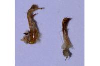 Oligia strigilis