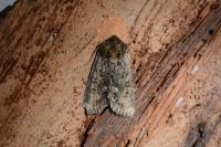 Oligia strigilis