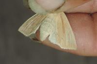 Mythimna straminea